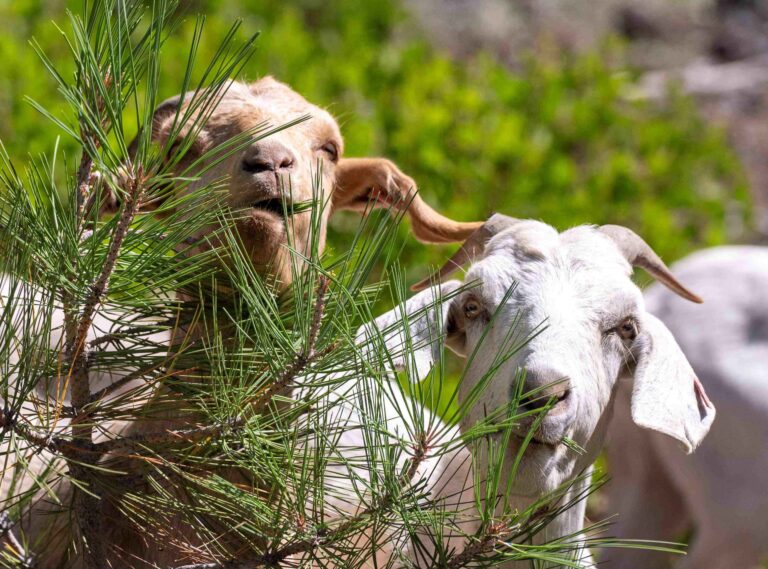 Grazing Goats