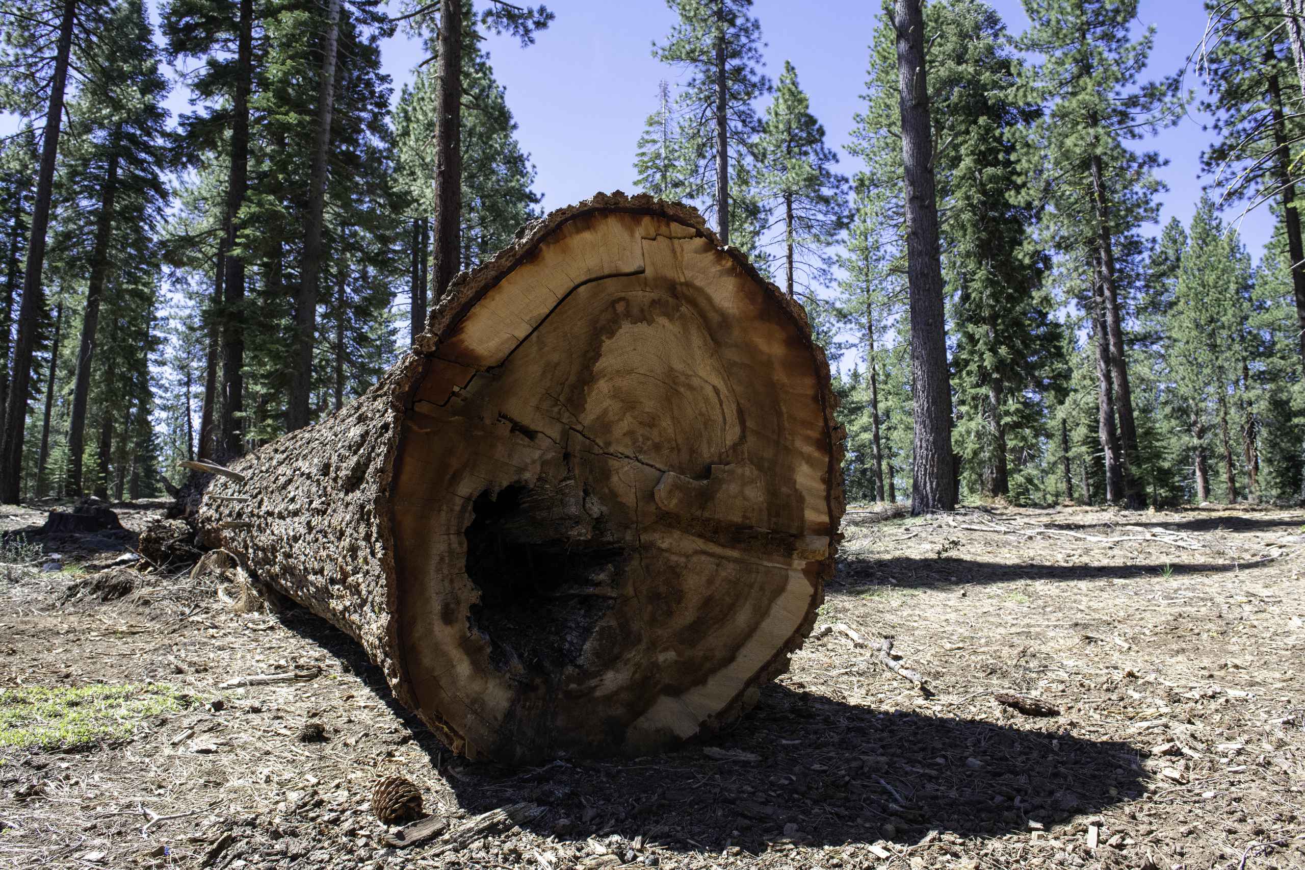 A log on the forest floor.