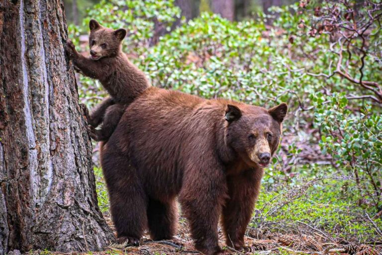 A mother cinnamon black bear and her cub.