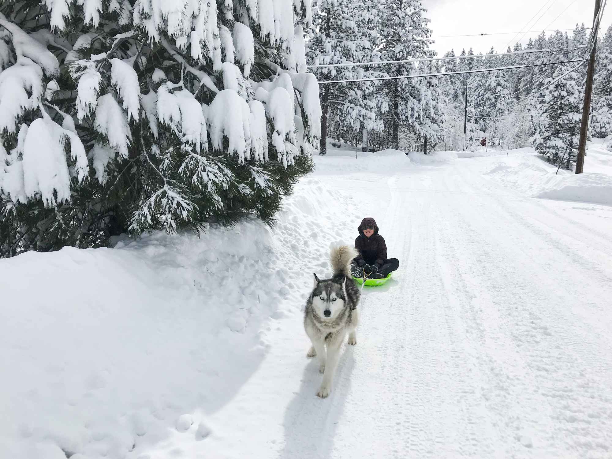 A husky pulling a child on a sled.