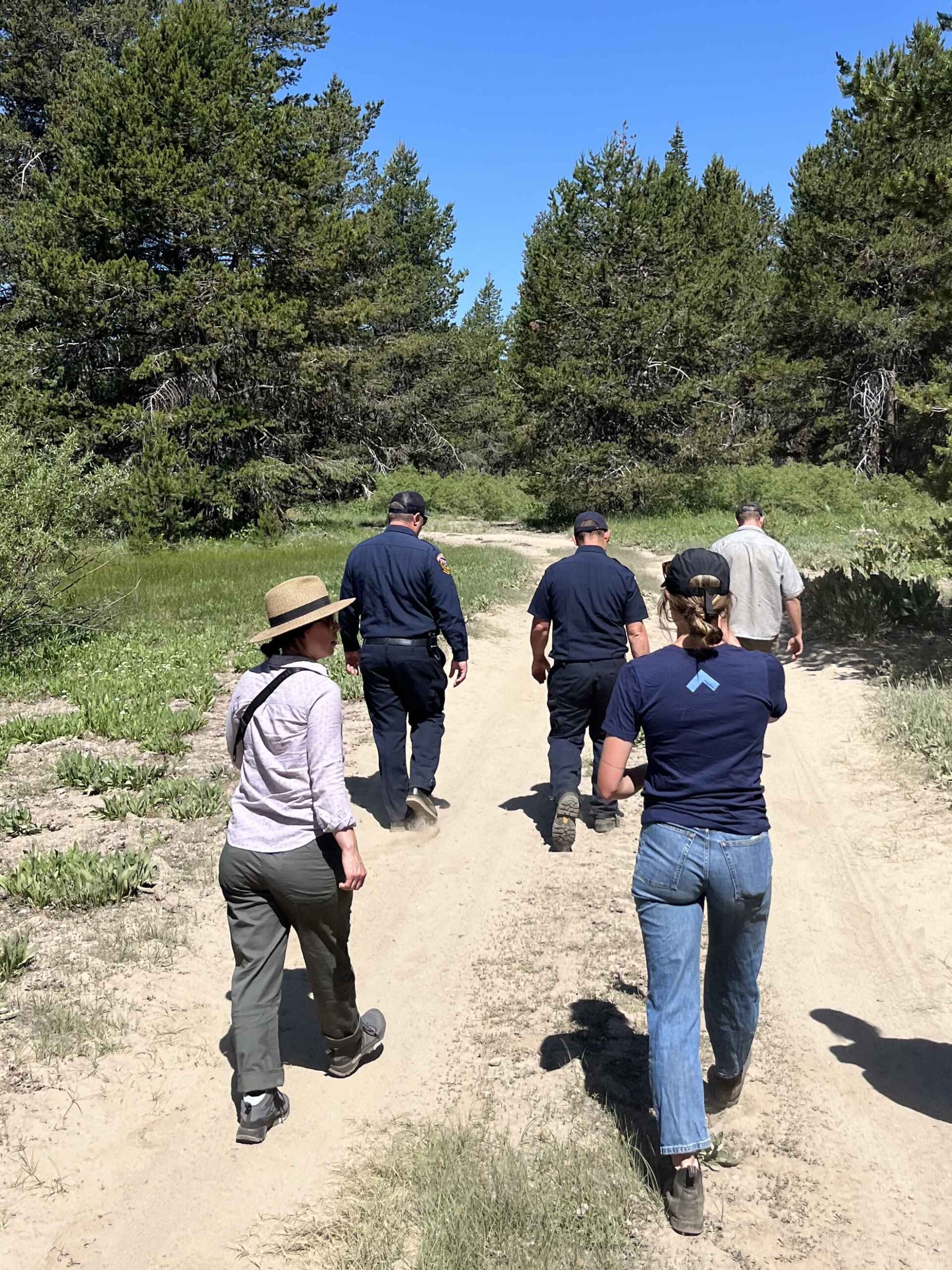 A group of people walking down a forest road.