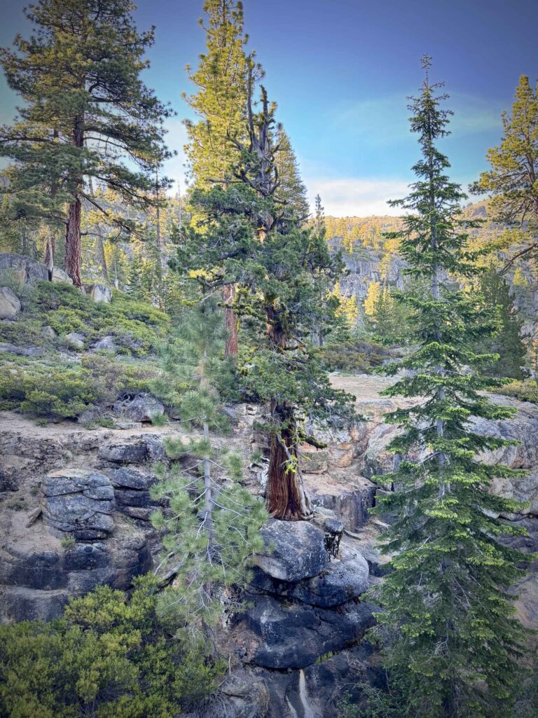 A pine tree growing out of a cliffside.