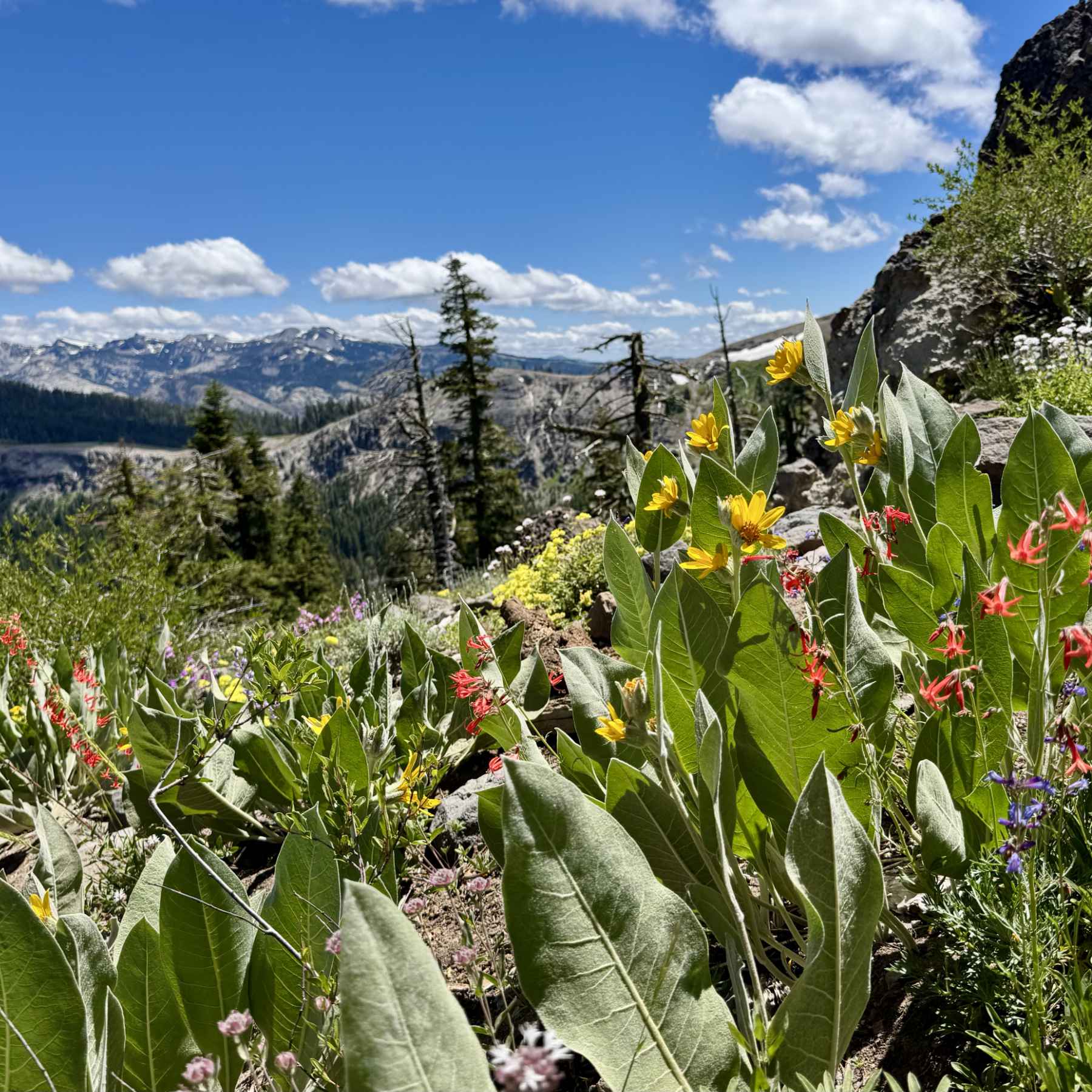 Alpine flowers on a mountainside on a sunny summer day.