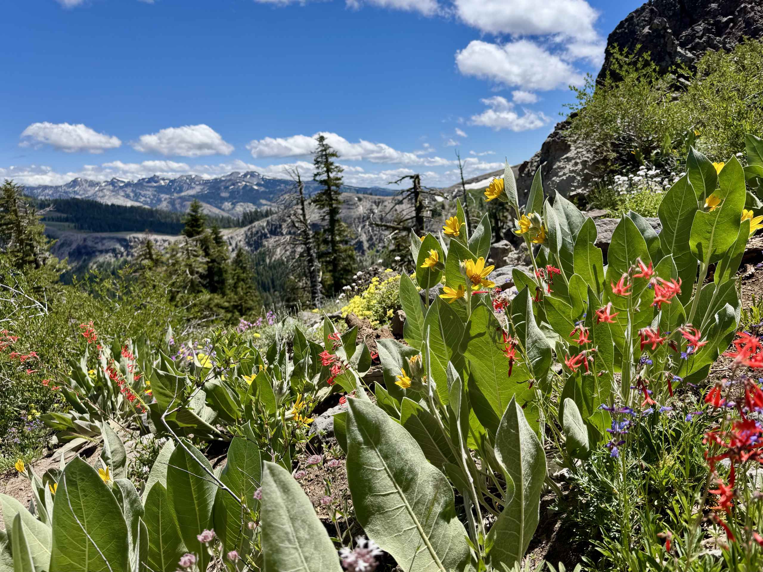 Alpine flowers on a mountainside on a sunny summer day.