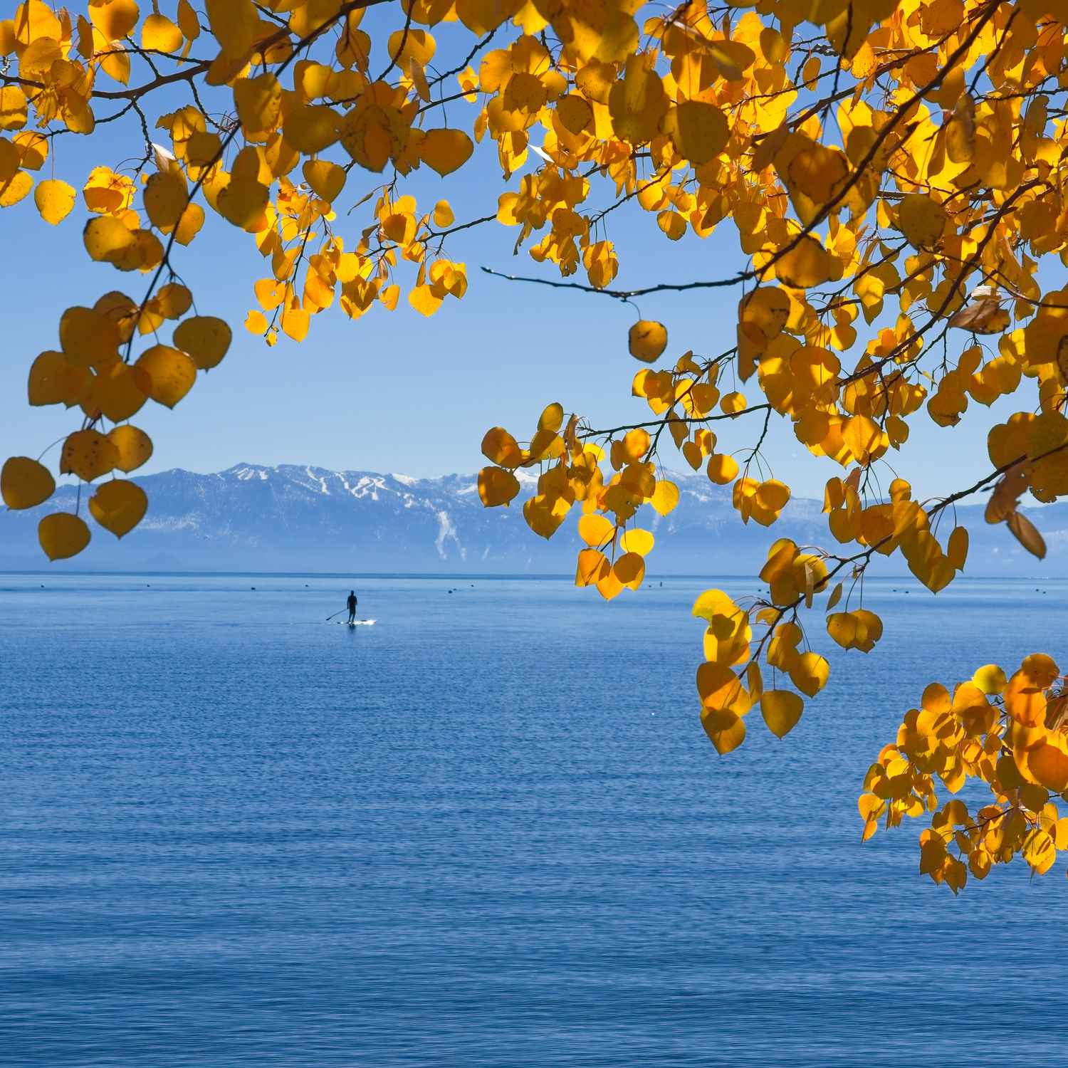 Looking through golden aspen leaves at a paddleboarder on Lake Tahoe.